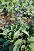 Anchusa azurea
